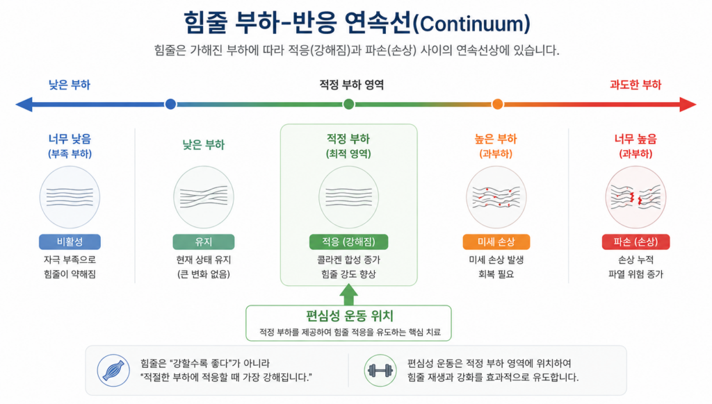 힘줄 부하와 적응·파송 연속선, 편심성 운동 위치 다이어그램