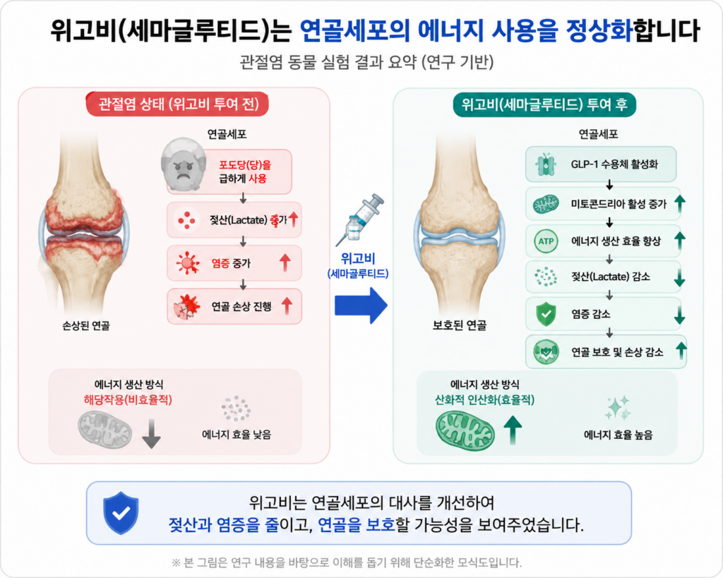 위고비가 관절염 연골세포의 에너지 대사를 개선해 젖산과 염증을 줄이고 연골 보호를 유도하는 기전을 설명한 도해