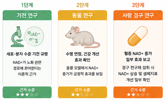 NAD+ 항노화 수액의 근거 수준을 기전·동물실험·경구 연구 단계로 나눈 인포그래픽