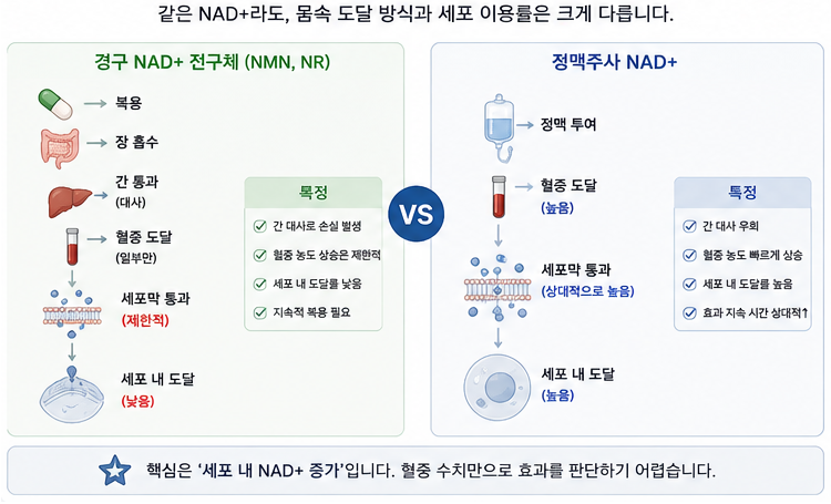 경구 NAD 전구체와 정맥주사 NAD의 흡수 경로 및 세포 내 도달 차이 비교도